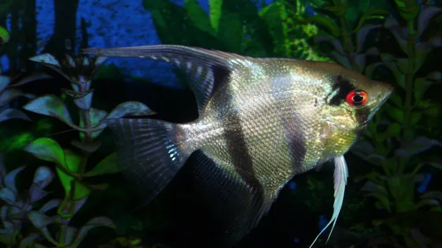 how to breed angelfish in aquarium
