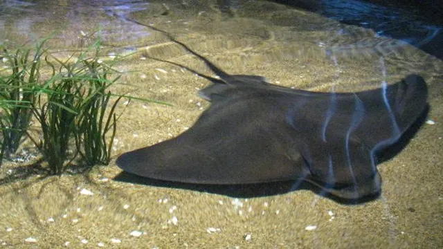 how to breed aquarium bat rays at home