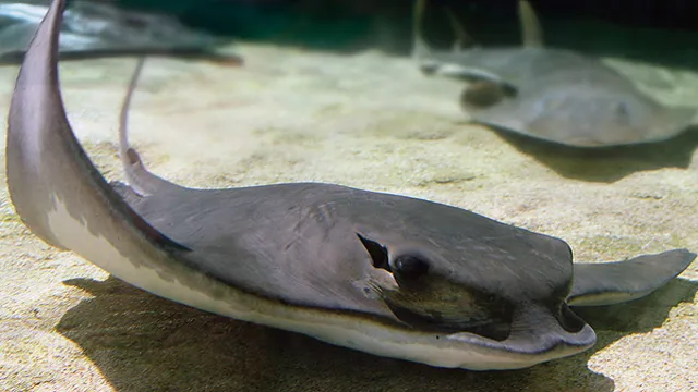 How to Breed Aquarium Bat Rays at Home: A Comprehensive Guide