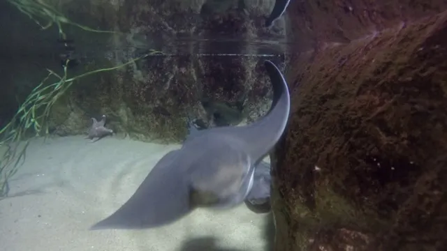 how to breed aquarium batrays