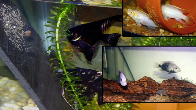 how to breed aquarium fish at home