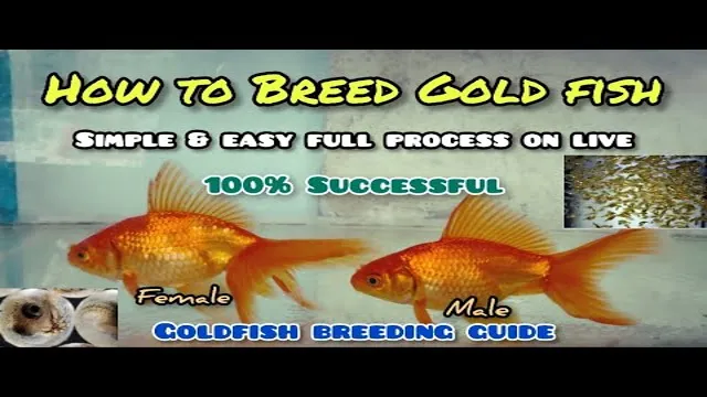 how to breed aquarium fish at homegold