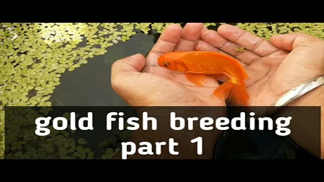 How to Breed Aquarium Fish at Homegold: Tips and Tricks for…