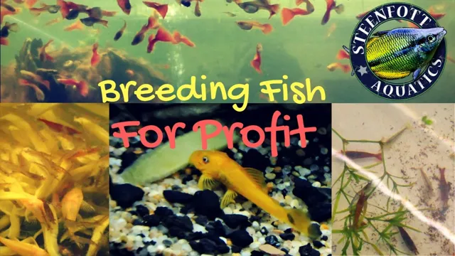 how to breed aquarium fish for profit