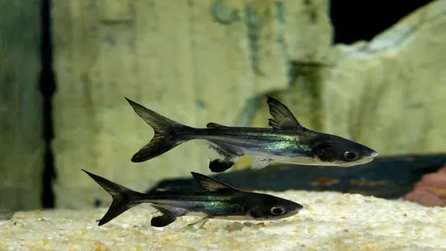 How to Breed Aquarium Shark Fish: Tips and Tricks for Successful Breeding