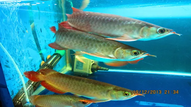 How to Breed Arowana in Aquarium: Tips and Tricks for Successful Breeding