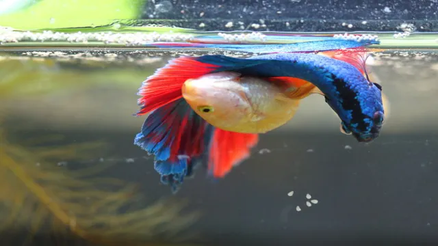 How to Breed Betta Fish in Aquarium: The Ultimate Guide for Success