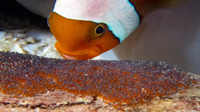 how to breed clownfish in aquarium