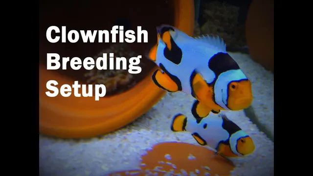 How to Breed Clownfish in Aquarium: Tips for Successful Breeding at Home