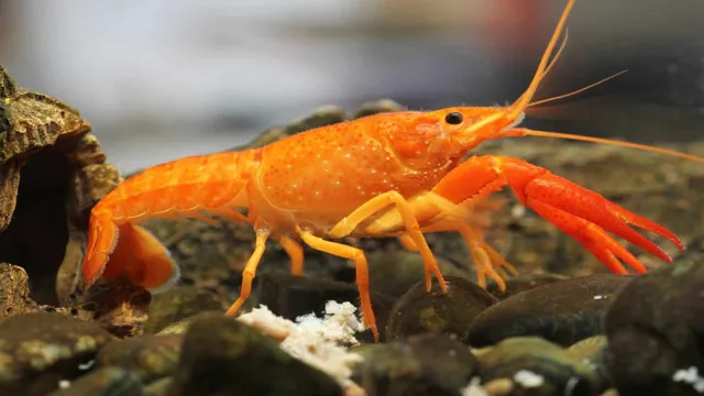 how to breed crayfish in aquarium