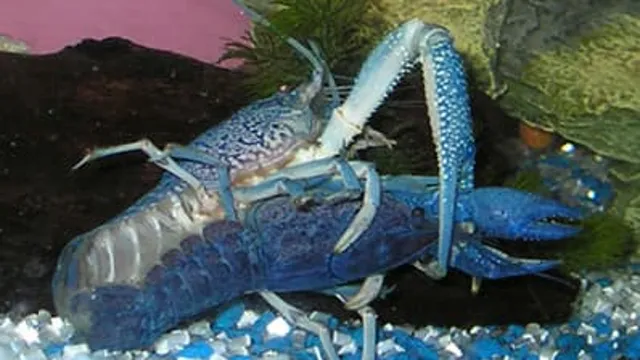 how to breed crayfish in aquarium