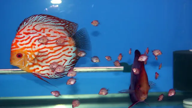 how to breed discus fish in aquarium
