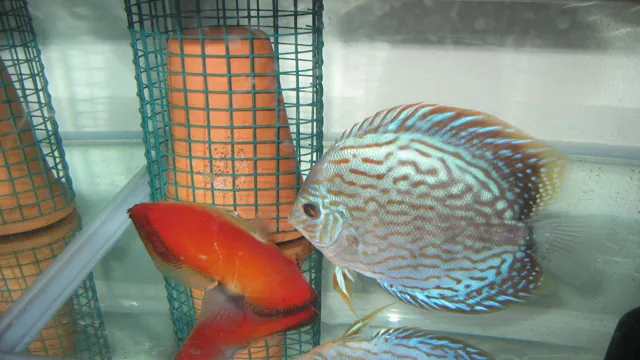 How to Breed Discus Fish in Aquarium: Expert Tips and Techniques