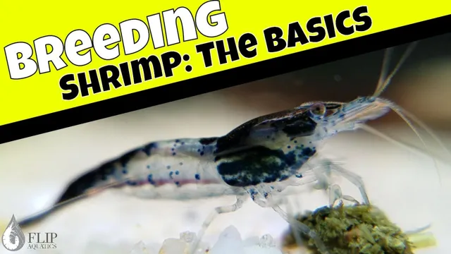 how to breed freshwater shrimp in aquarium