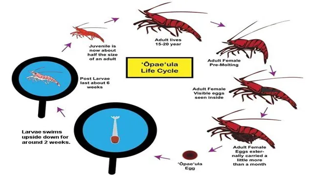 How to Breed Freshwater Shrimp in Aquarium: A Step-by-Step Guide