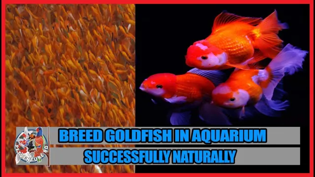 how to breed goldfish in my aquarium