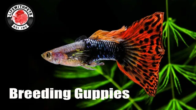 how to breed guppy in aquarium