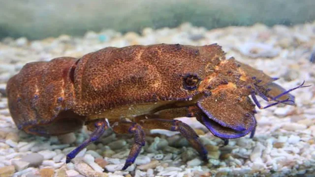 how to breed lobster in aquarium