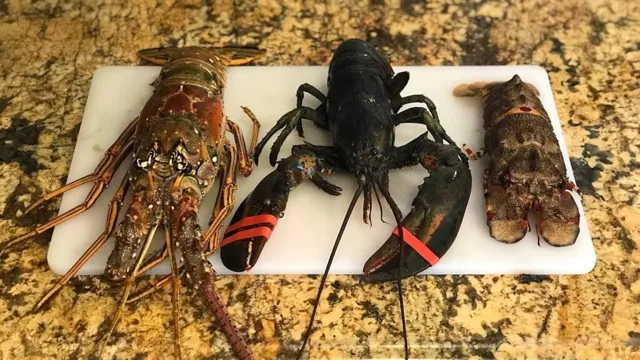 how to breed lobster in aquarium