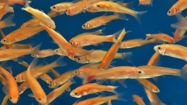 How to Breed Minnows in a Aquarium: Tips for Successful Reproduction