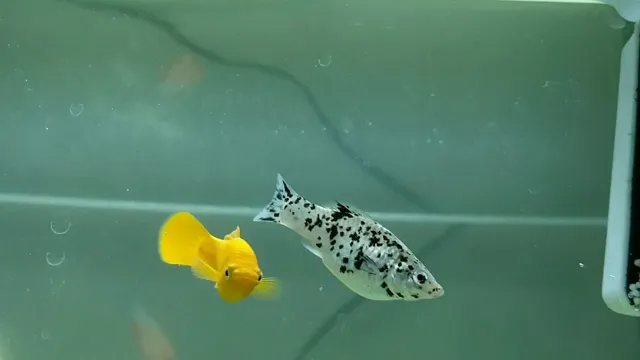 how to breed molly fish in aquarium