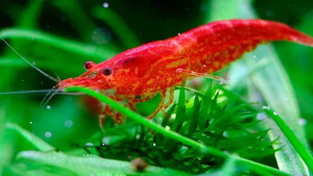 How to Breed Shrimp Aquarium: A Comprehensive Guide for Beginners.