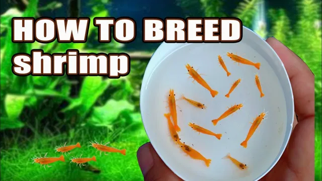 how to breed shrimp in an aquarium