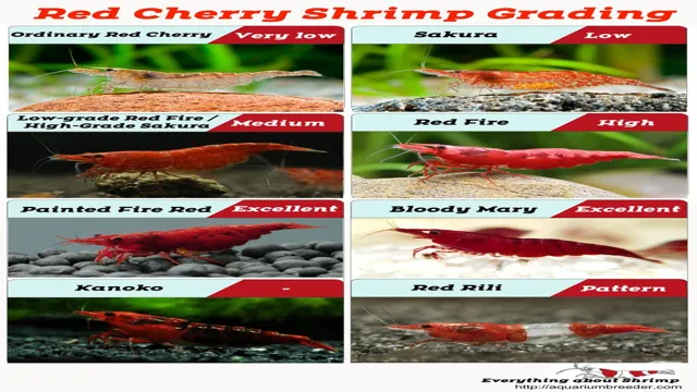 how to breed shrimp to eat in aquarium
