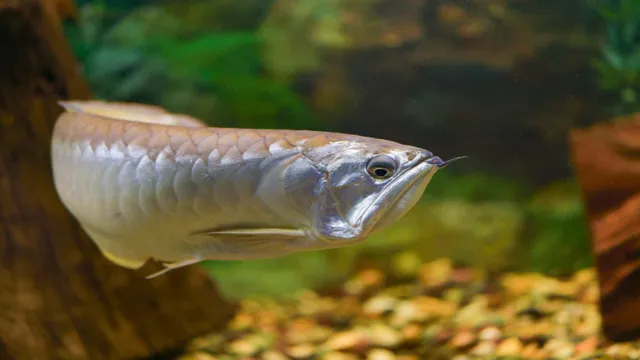 How to Breed Silver Arowana in Aquarium: A Comprehensive Guide