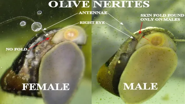 how to breed snails aquarium