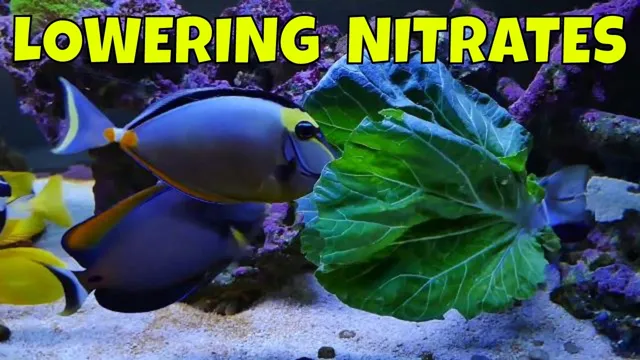 how to bring down notrites in a aquarium