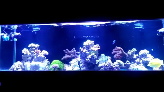 how to bring ph up in saltwater aquarium