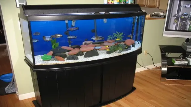 How to Build a Bow Front Aquarium: A Beginner’s Guide to Decorate Your Space with Aquatic Life