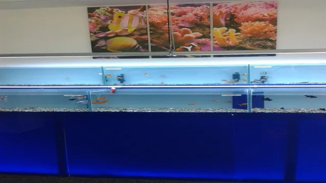 How to Build a Plexiglass Aquarium: Tips and Tricks to Create a Gorgeous Fish Tank