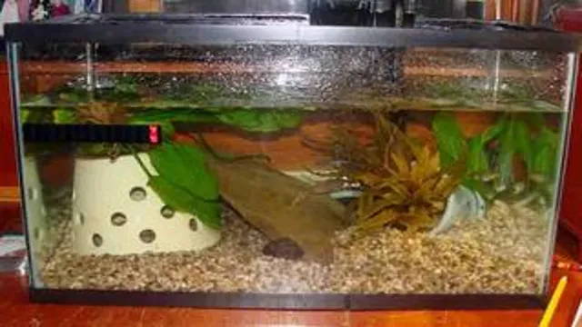 How to Build a Tadpole Aquarium: A Step-by-Step Guide for Beginners