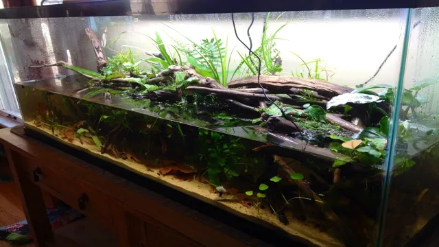 How to Build a Terrarium 55 Gallon Aquarium: A Step-by-Step Guide