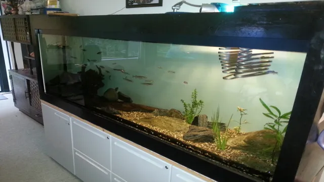 How to Build a Plywood Aquarium with Acrylic: A Step-by-Step Guide