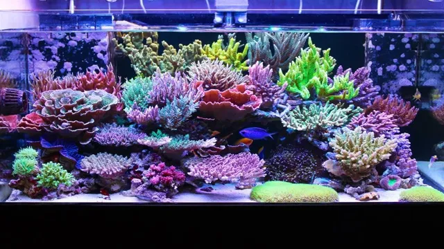 how to build saltwater coral reef aquarium