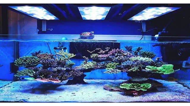 How to Build a Stunning Saltwater Coral Reef Aquarium – Tips & Tricks