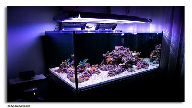 How to Build Your Own Marine Aquarium – A Step-by-Step Guide for Beginners