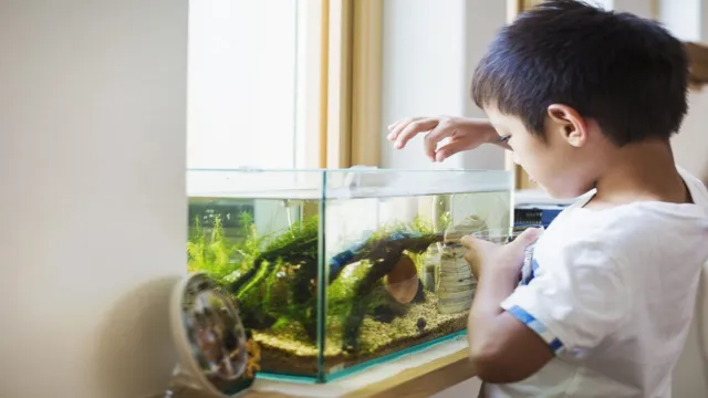 how to care for aquarium fish all animal food