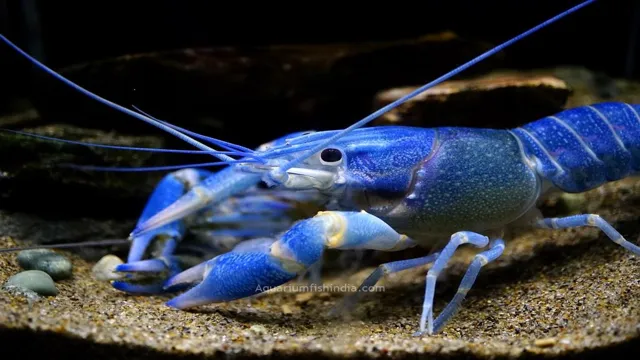 How to Care for Aquarium Freshwater Lobsters: A Complete Guide to Proper Lobster Care