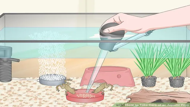 how to care for aquarium frogs
