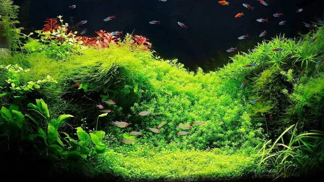 how to care for aquarium live plants