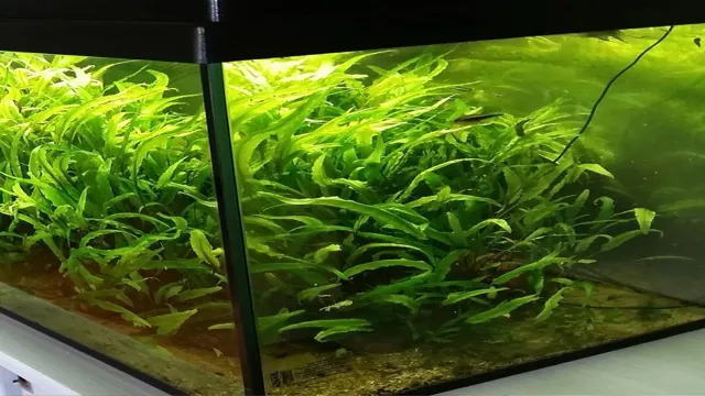 How to Care for Aquarium Plants Without Fish: A Comprehensive Guide