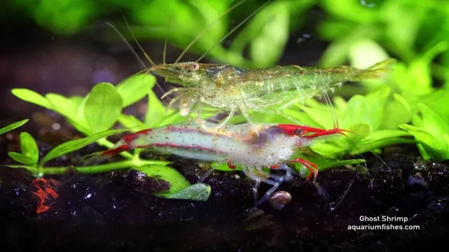 how to care for aquarium shrimp