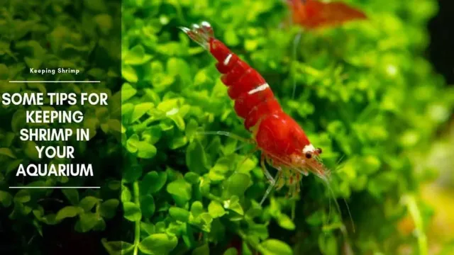 How to Care for Aquarium Shrimp: Tips and Tricks for Maintaining Healthy and Happy Shrimp