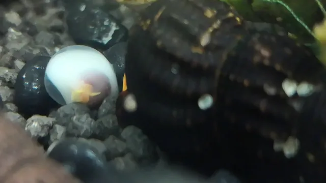 how to care for aquarium snail eggs