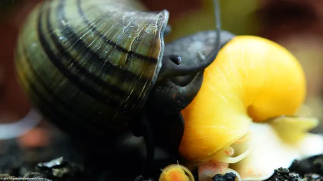 how to care for aquarium snails