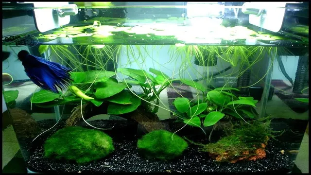how to care for betta aquarium plants